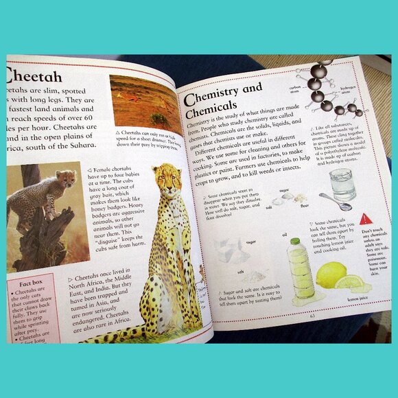 Book: Kingfisher's Ultimate First Encyclopedia for Children - Picture 4 of 16